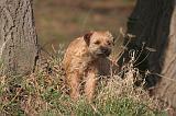 BORDER TERRIER 105